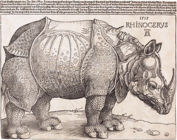 The Rhinocero